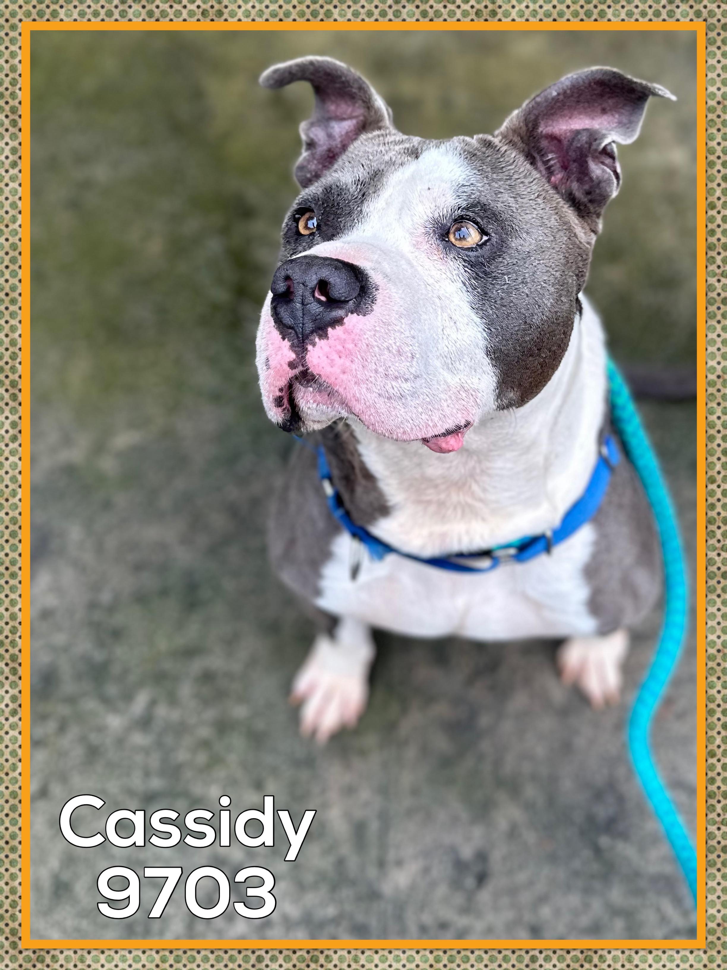 Cassidy thumbnail 4