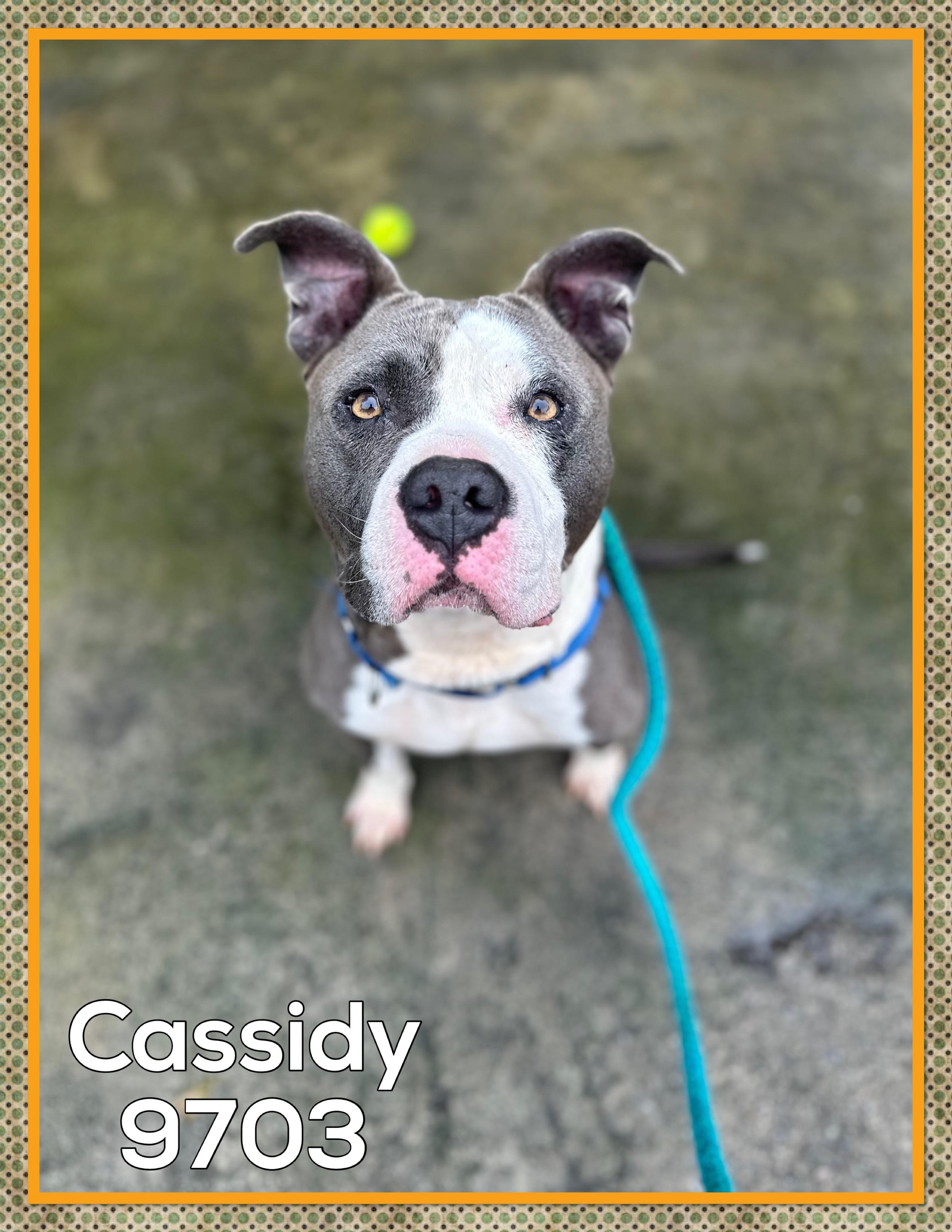 Cassidy thumbnail 2