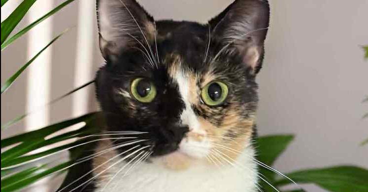 Enlarge Callie, a Adoptable mixed breed in Groveland, MA image 1/1