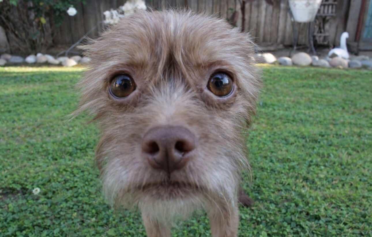 Lana , ADOPTABLE, Young Female Brussels Griffon & Yorkshire Terrier.