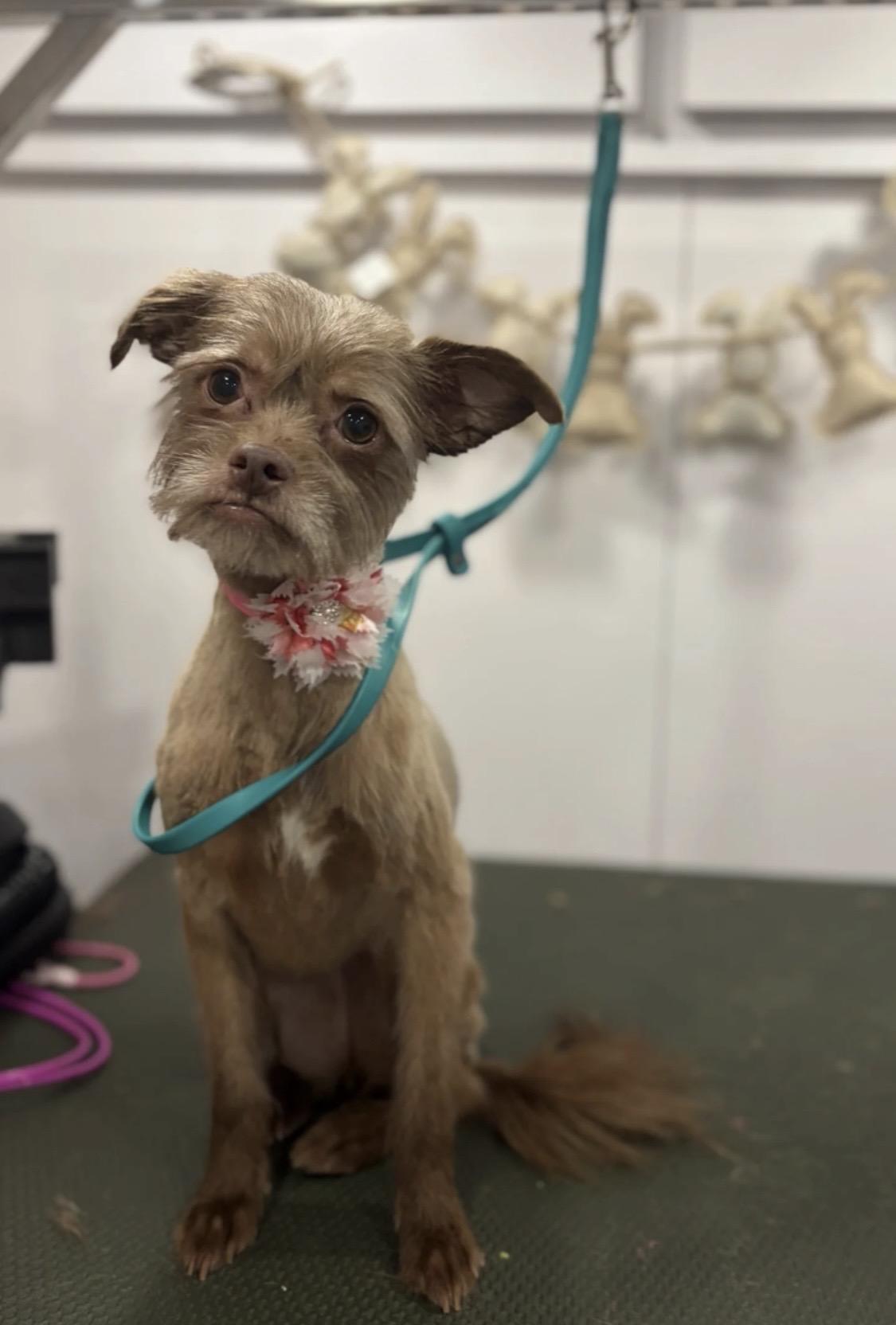 Enlarge Lana , a ADOPTABLE mixed breed in Lompoc , CA image 4/4