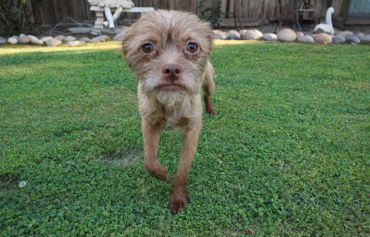 Enlarge Lana , a ADOPTABLE mixed breed in Lompoc , CA image 2/4