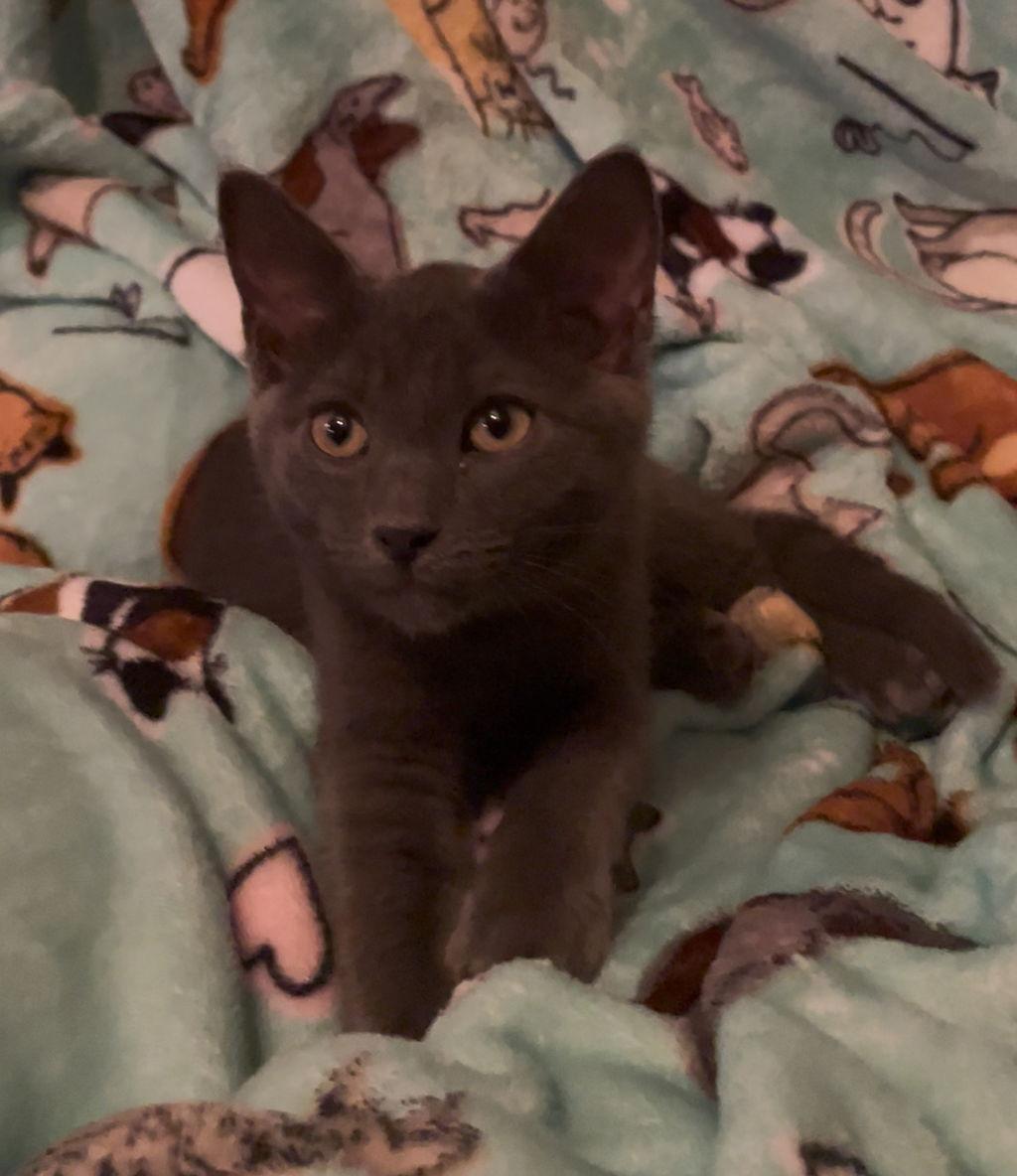 Milo, a Adoptable Domestic Short Hair in Newtown Square, PA image 1/3