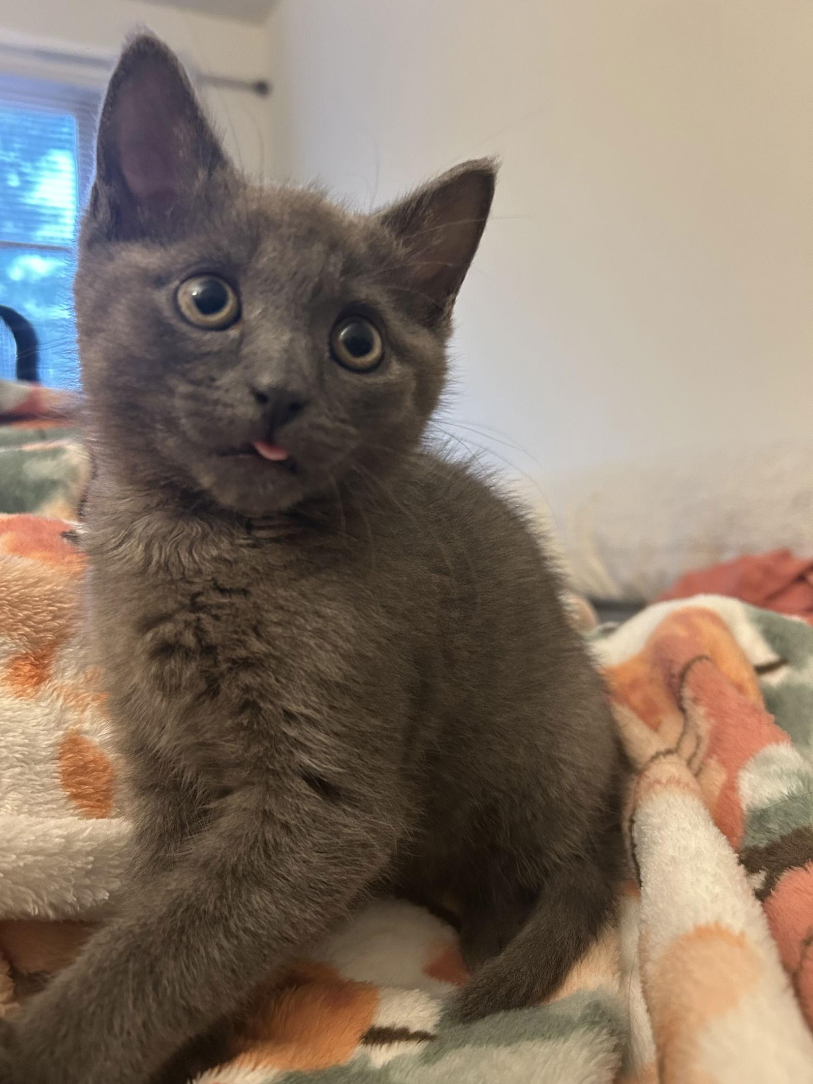 Milo, a Adoptable Domestic Short Hair in Newtown Square, PA image 1/3