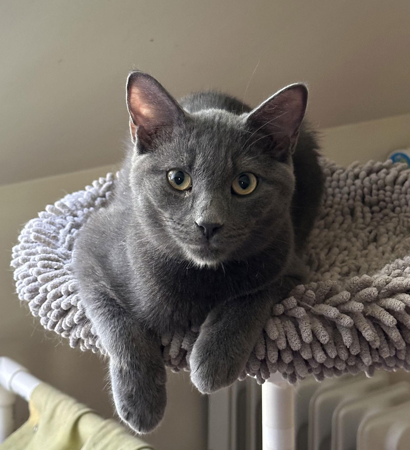 Milo, a Adoptable Domestic Short Hair in Newtown Square, PA image 2/3