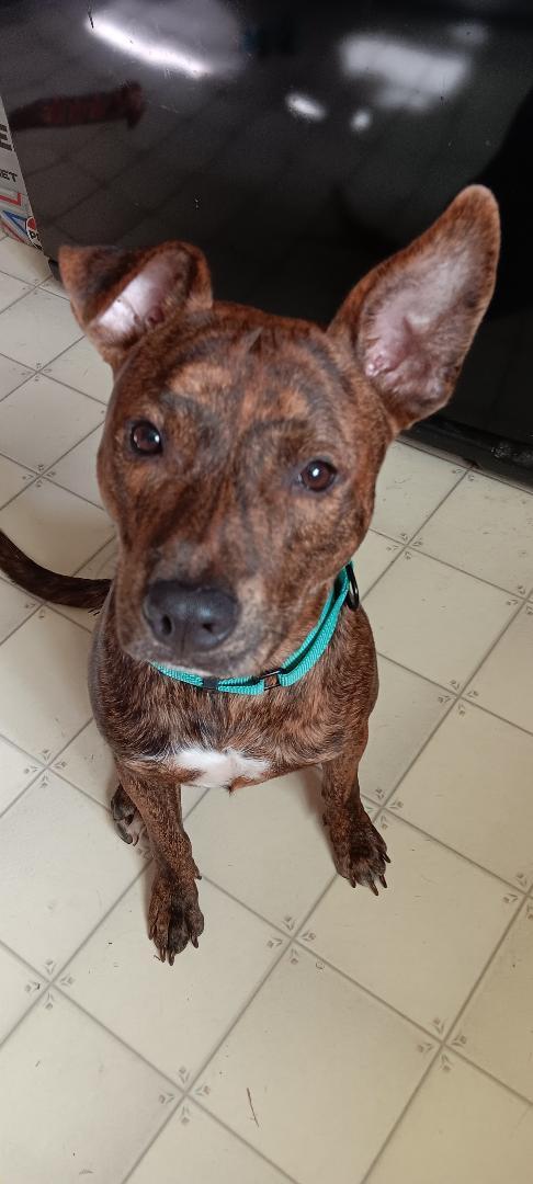 Paco, a ADOPTABLE Mixed Breed in Albion, MI image 1/6