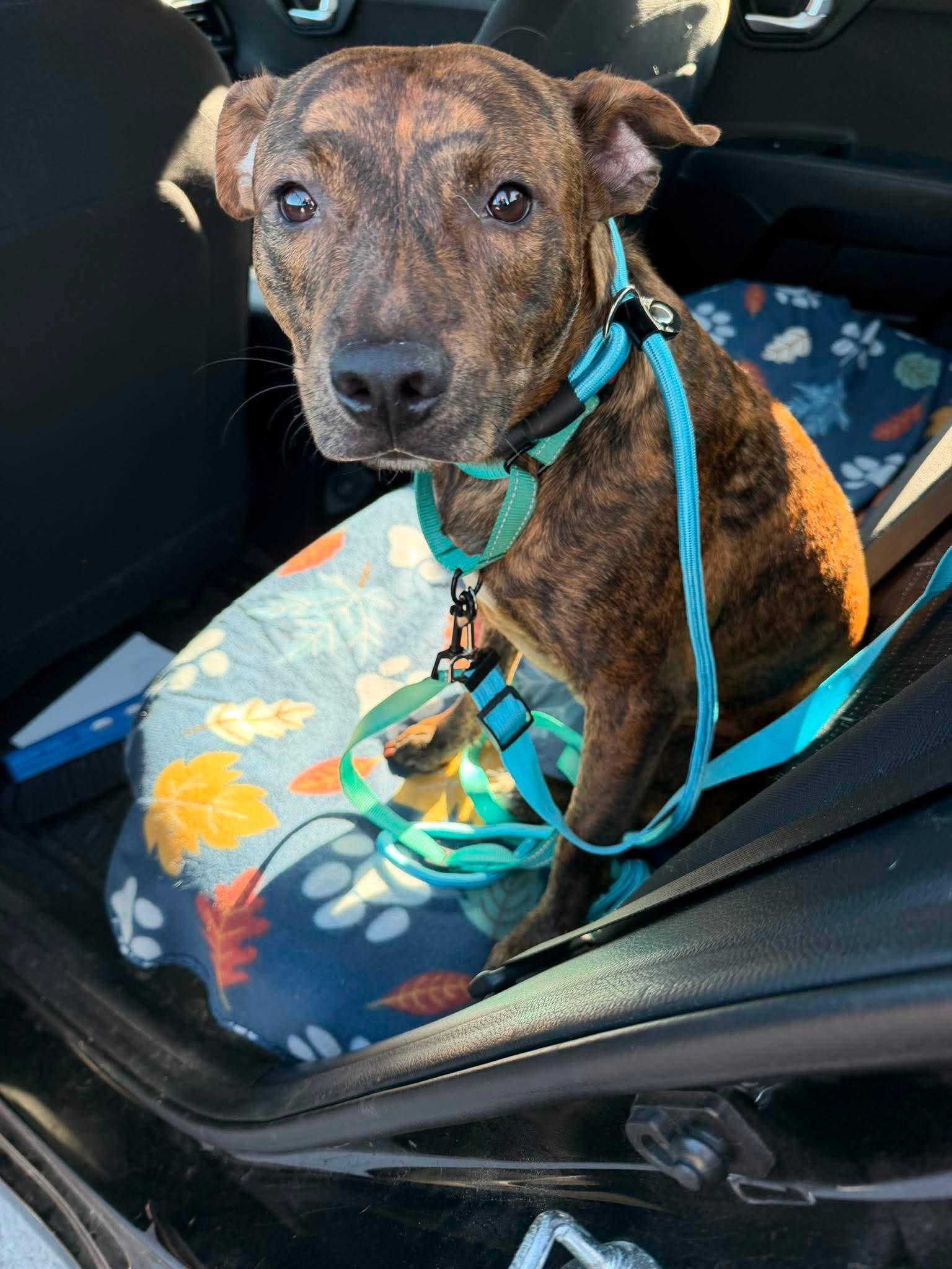 Paco, a ADOPTABLE Mixed Breed in Albion, MI image 4/6