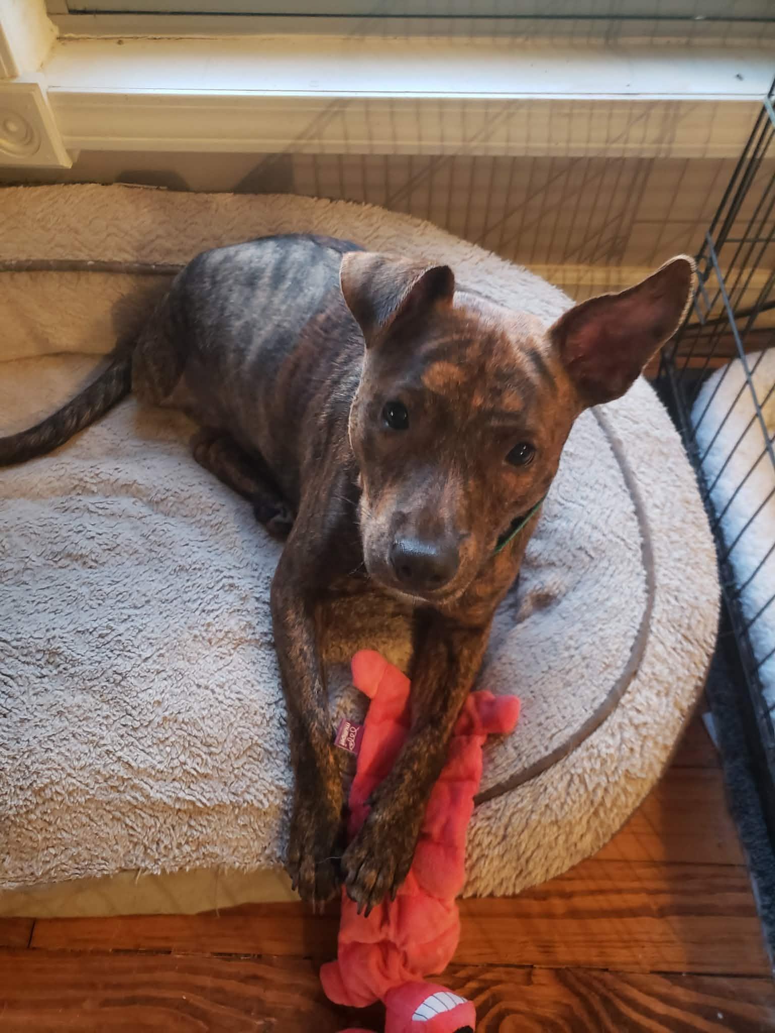 Paco, a ADOPTABLE Mixed Breed in Albion, MI image 5/6
