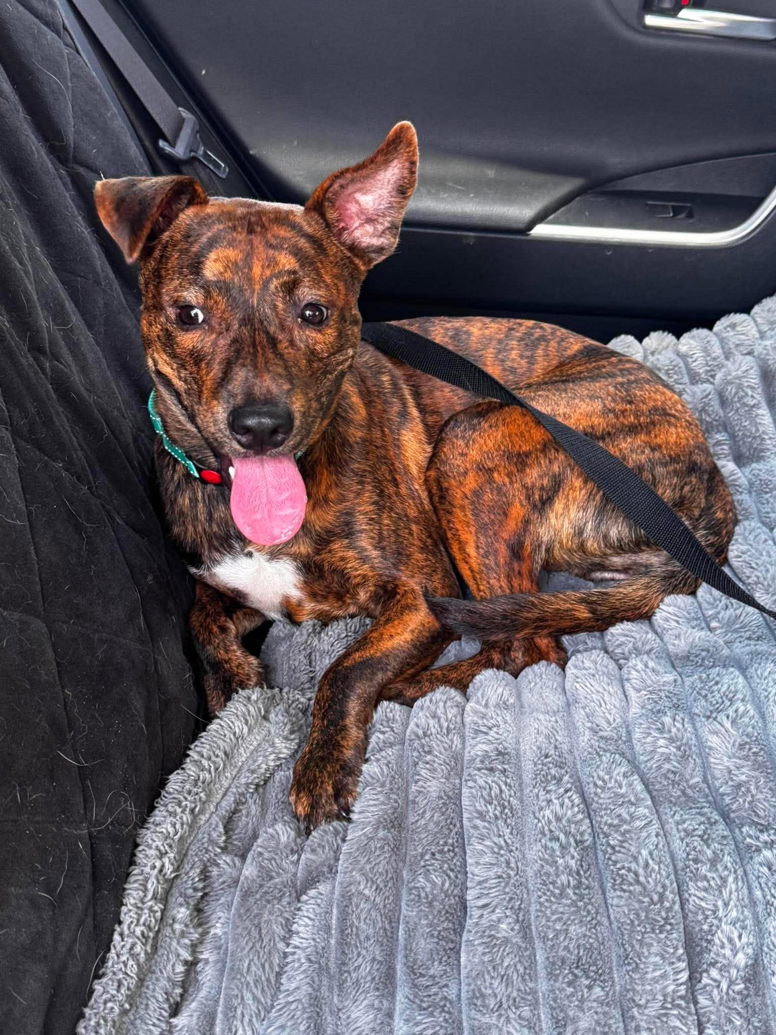 Paco, a ADOPTABLE Mixed Breed in Albion, MI image 2/6
