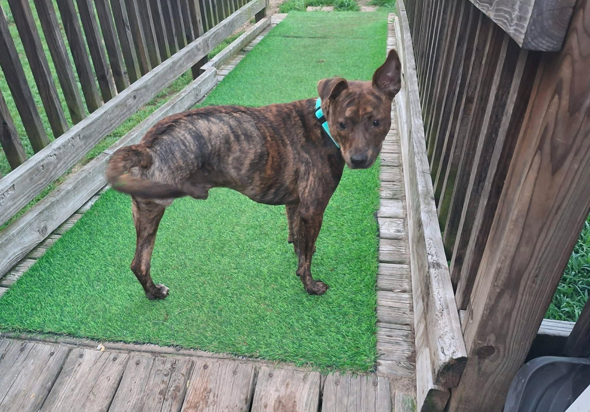 Paco, a ADOPTABLE Mixed Breed in Albion, MI image 3/6