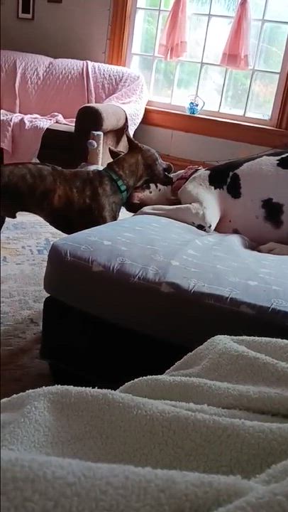 Enlarge Paco, a ADOPTABLE Mixed Breed in Albion, MI video 6/6