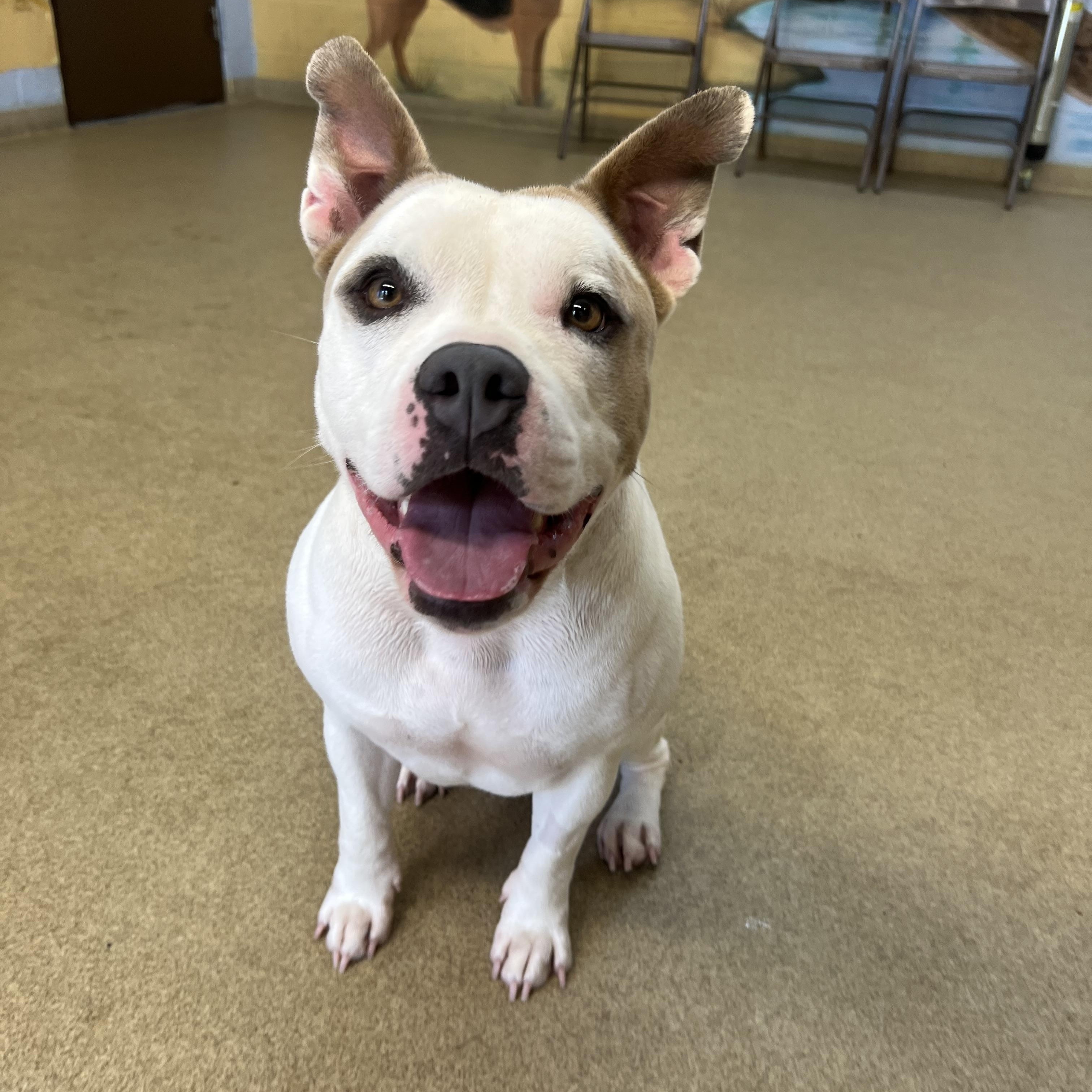 Enlarge Millie, a Adoptable Pit Bull Terrier in Port Washington, NY image 5/6