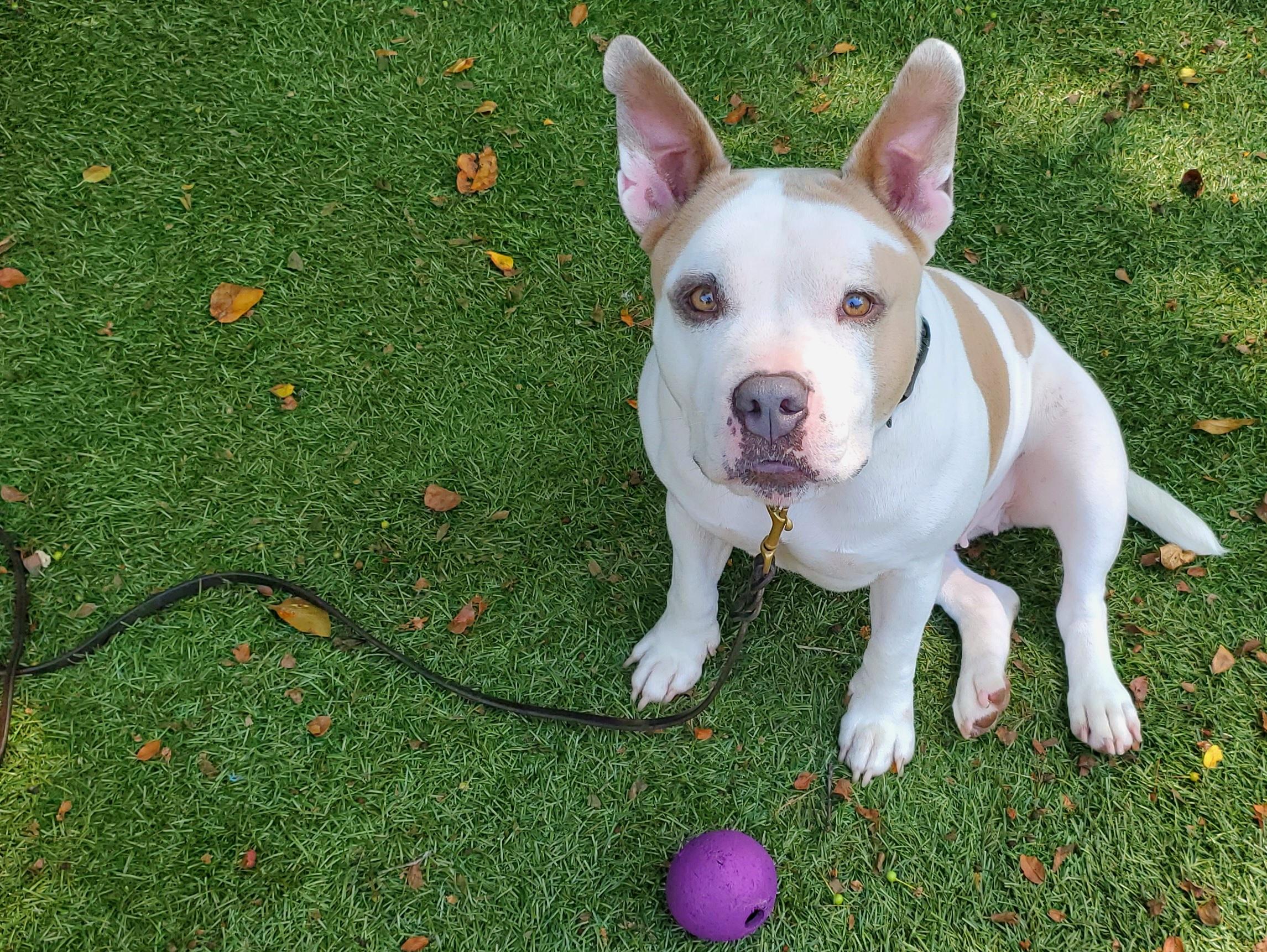 Millie, Adoptable, Adult Female Pit Bull Terrier.