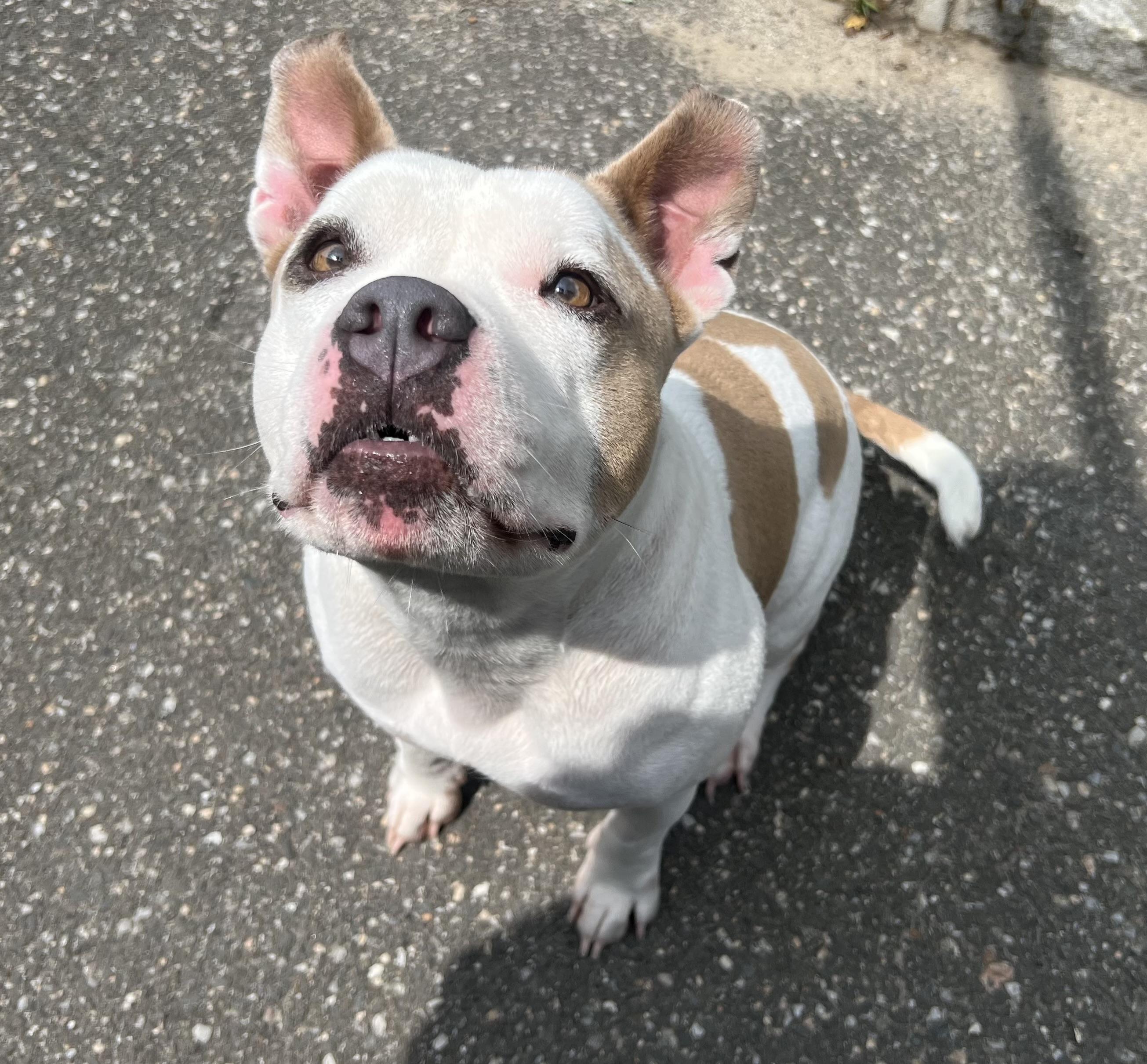 Enlarge Millie, a Adoptable Pit Bull Terrier in Port Washington, NY image 6/6