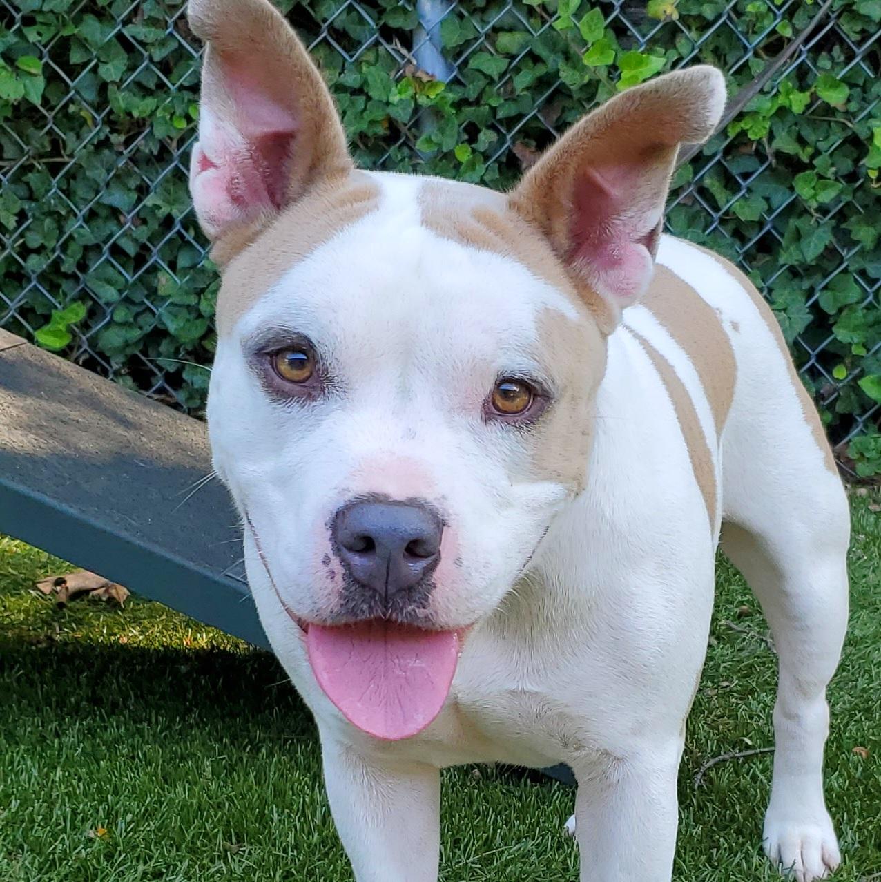 Enlarge Millie, a Adoptable Pit Bull Terrier in Port Washington, NY image 2/6