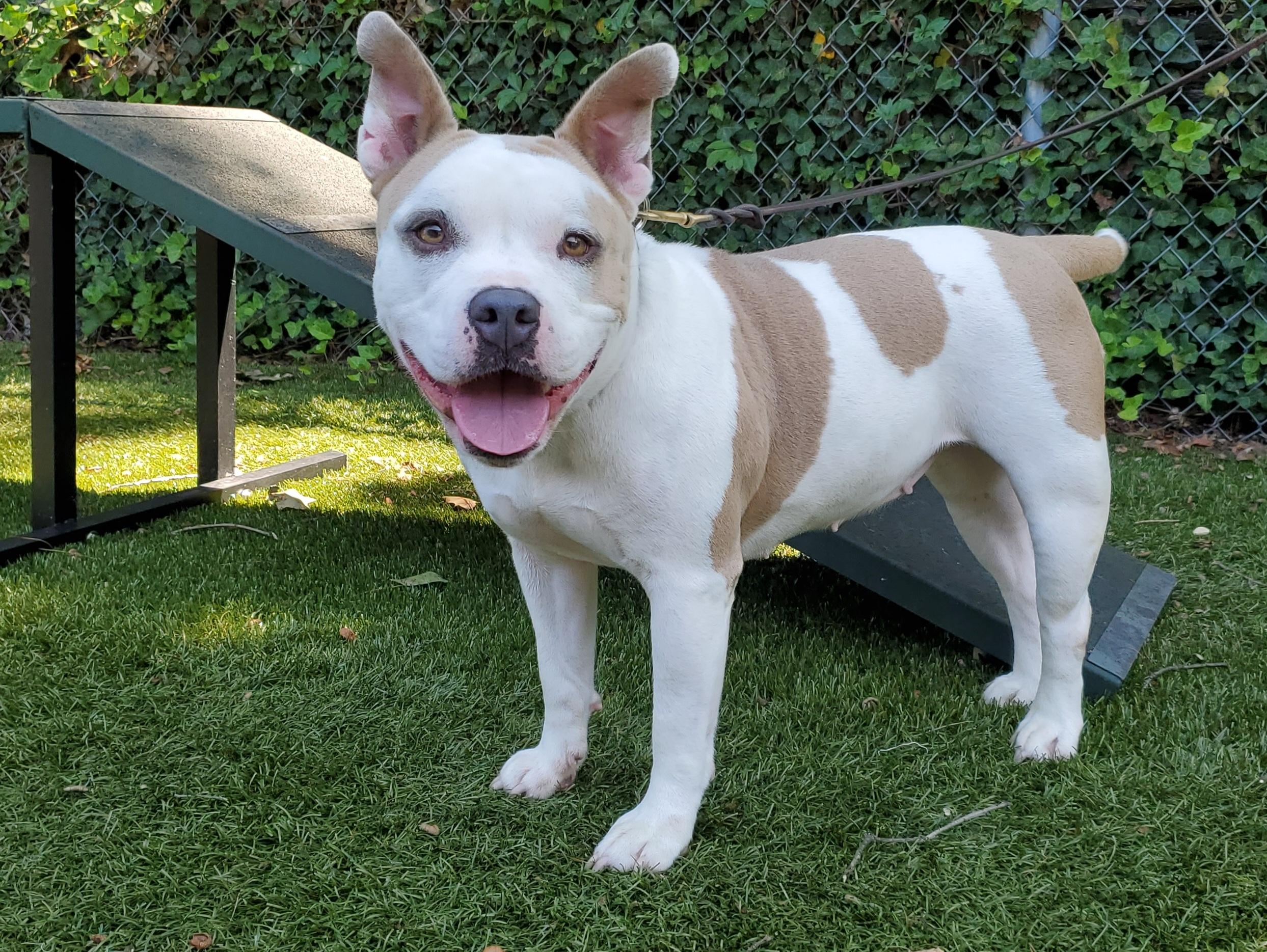 Enlarge Millie, a Adoptable Pit Bull Terrier in Port Washington, NY image 3/6