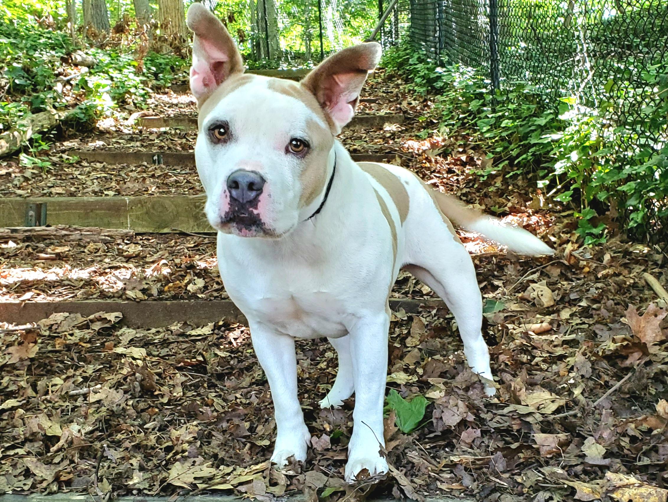 Enlarge Millie, a Adoptable Pit Bull Terrier in Port Washington, NY image 4/6
