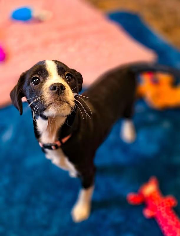 Mary, a Adoptable mixed breed in Sterling Heights, MI image 2/3