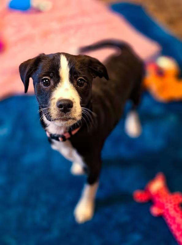 Mary, a Adoptable mixed breed in Sterling Heights, MI image 1/3