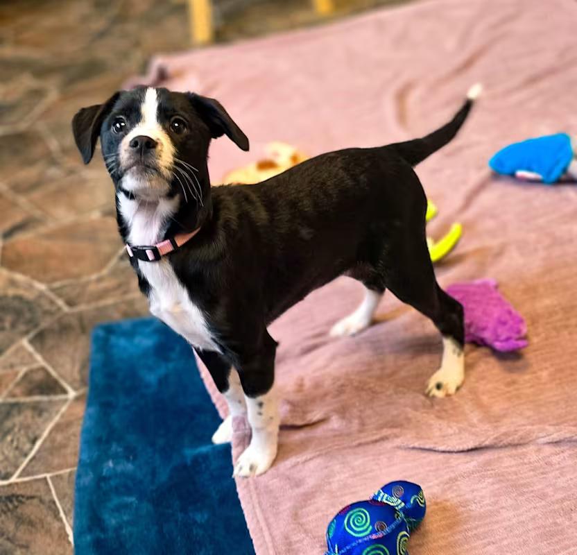 Mary, a Adoptable mixed breed in Sterling Heights, MI image 3/3