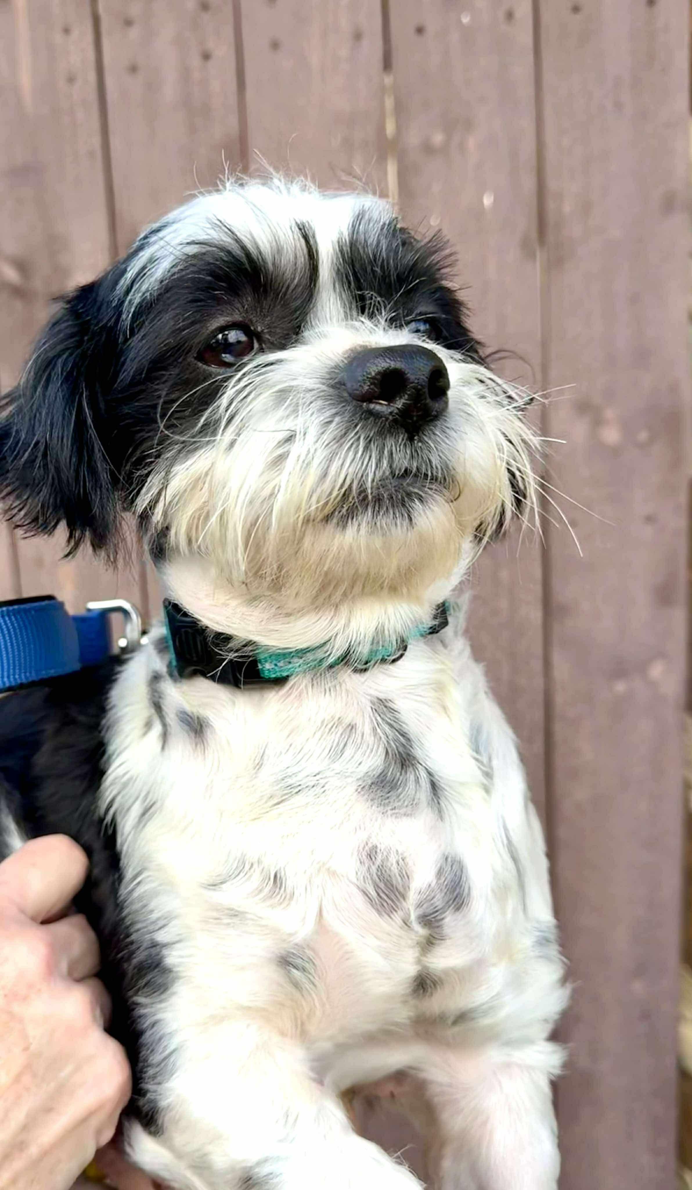 Enlarge Matty, the Shih Tzu is adorable!, a Adoptable mixed breed in Lockhart, TX image 2/6