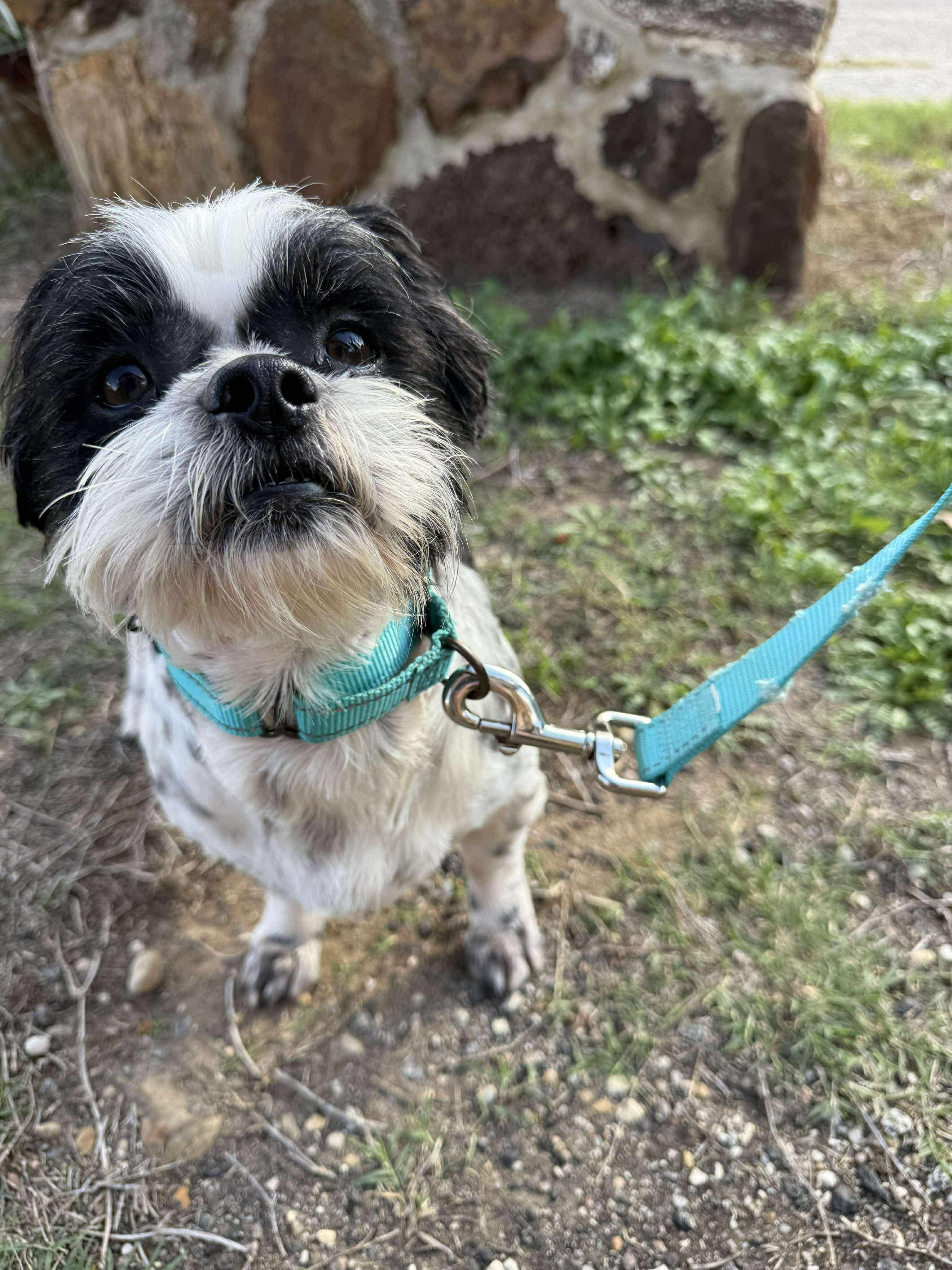 Enlarge Matty, the Shih Tzu is adorable!, a Adoptable mixed breed in Lockhart, TX image 5/6