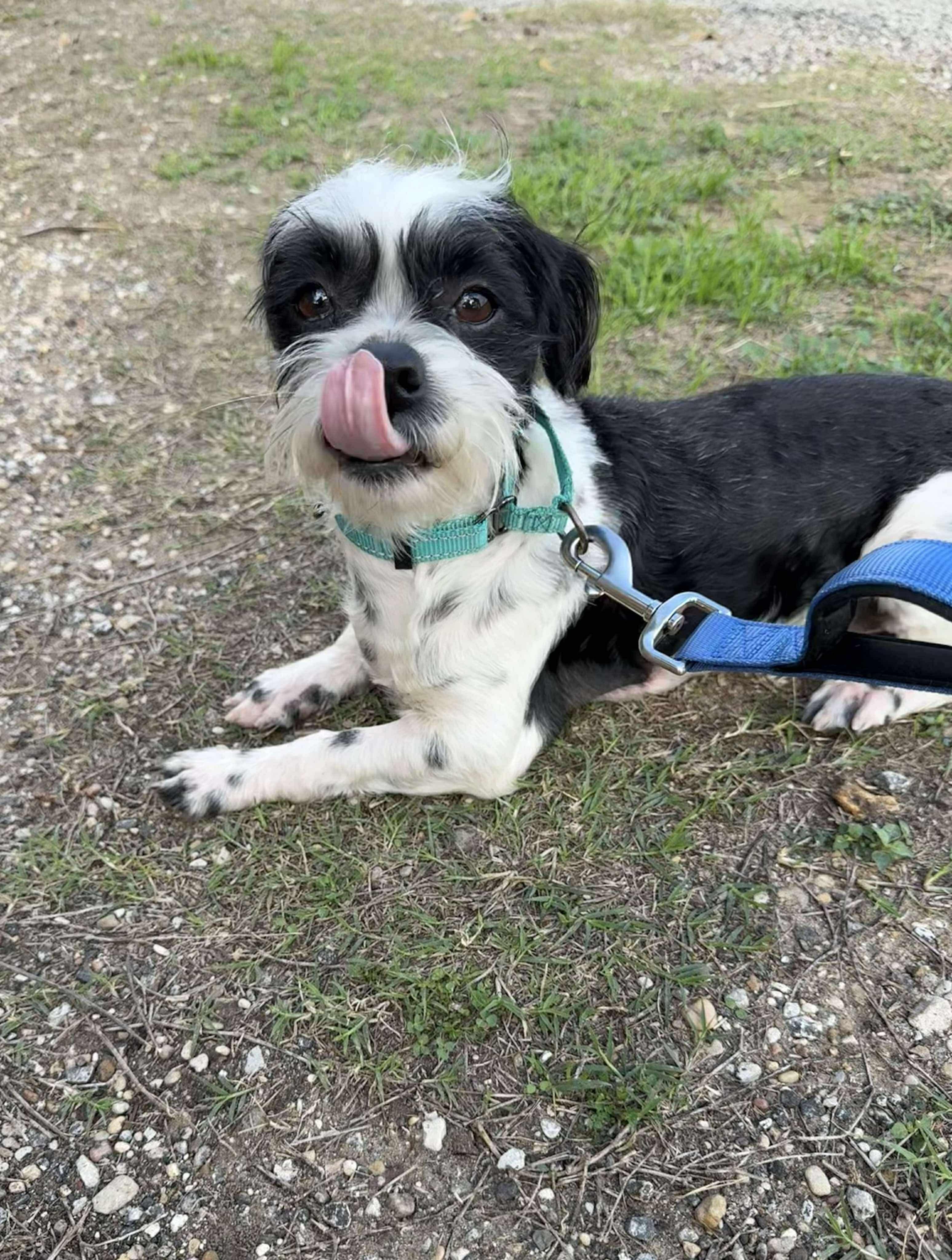 Enlarge Matty, the Shih Tzu is adorable!, a Adoptable mixed breed in Lockhart, TX image 3/6