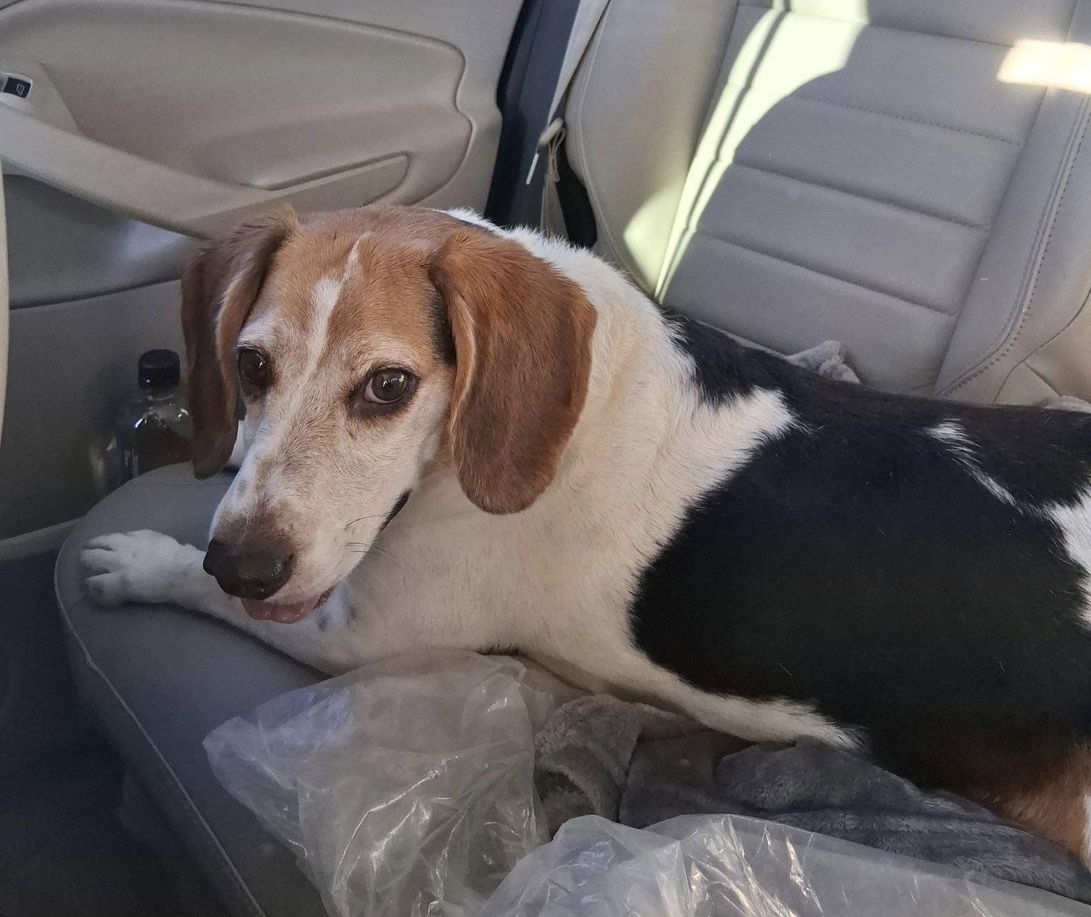 SNOOPY, Adoptable, Adult Male Beagle.