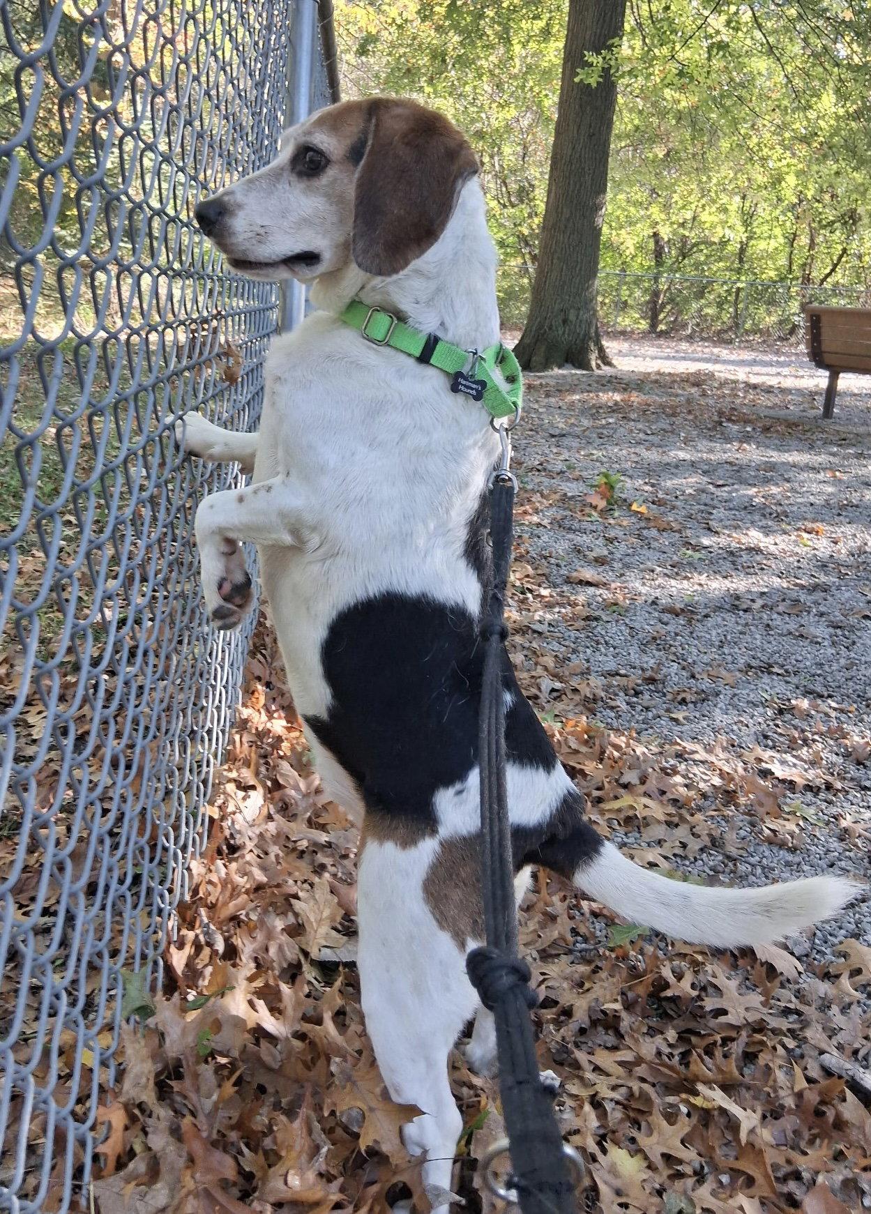Enlarge SNOOPY, a Adoptable Beagle in Amherst, OH image 2/3