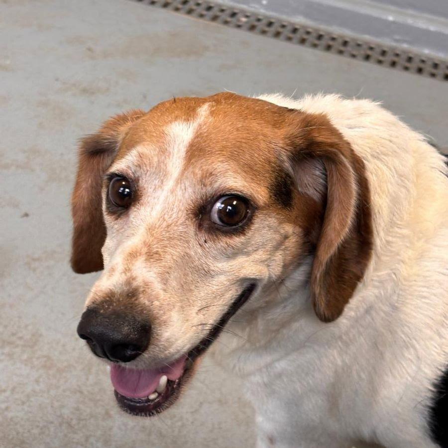 Enlarge SNOOPY, a Adoptable Beagle in Amherst, OH image 3/3