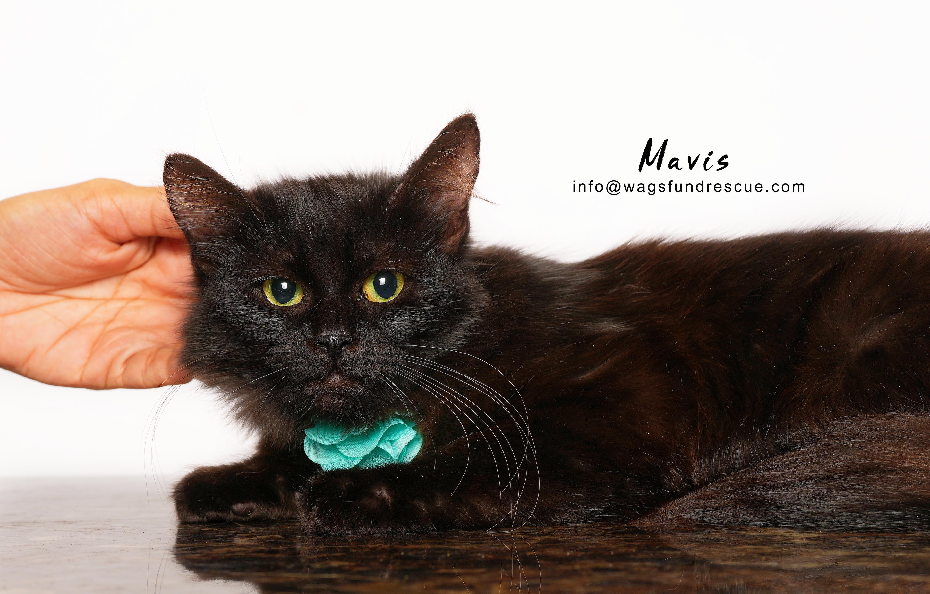 Mavis, a ADOPTABLE Domestic Long Hair in Houston, TX image 2/3