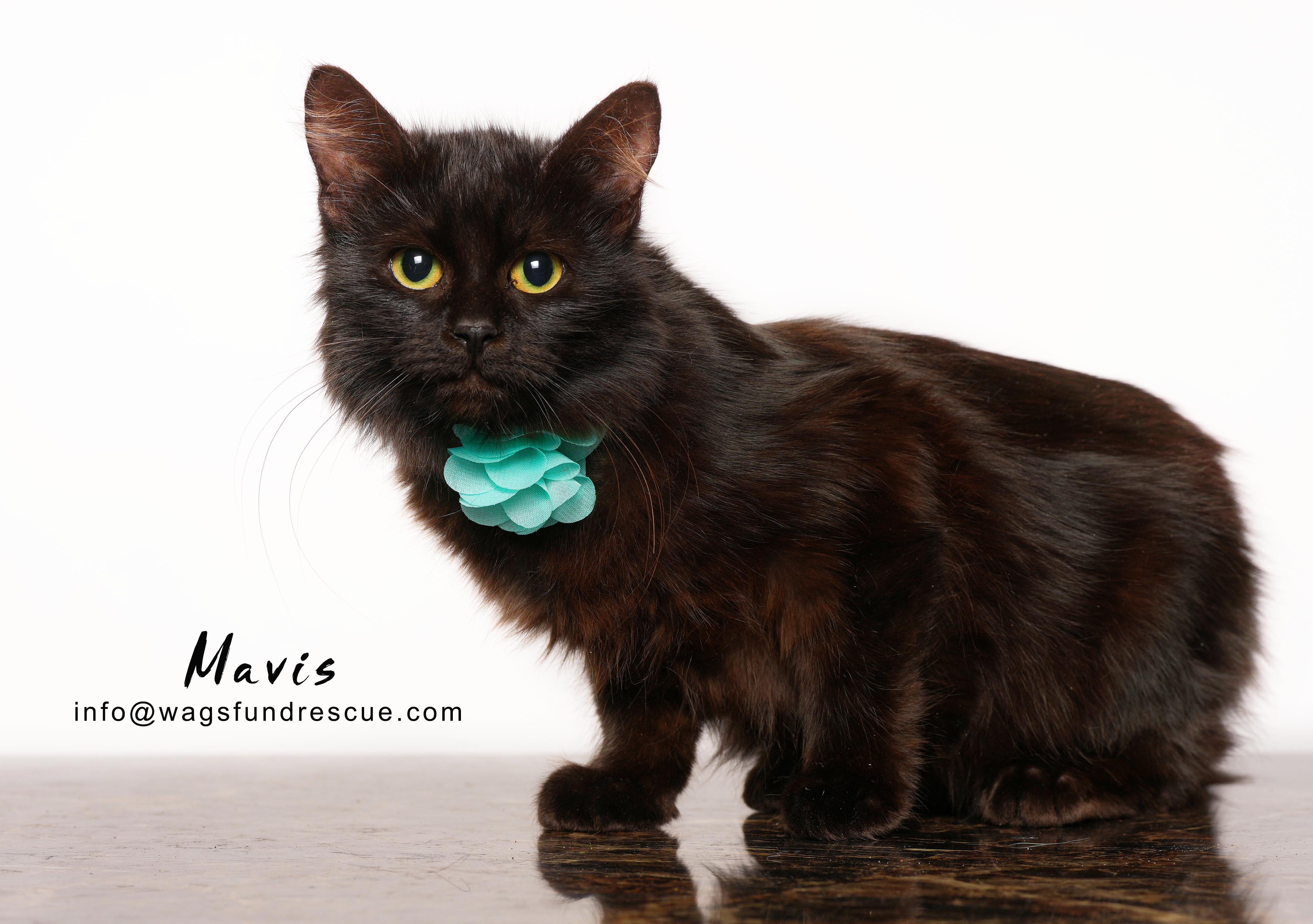 Mavis, ADOPTABLE, Kitten Female Domestic Long Hair.