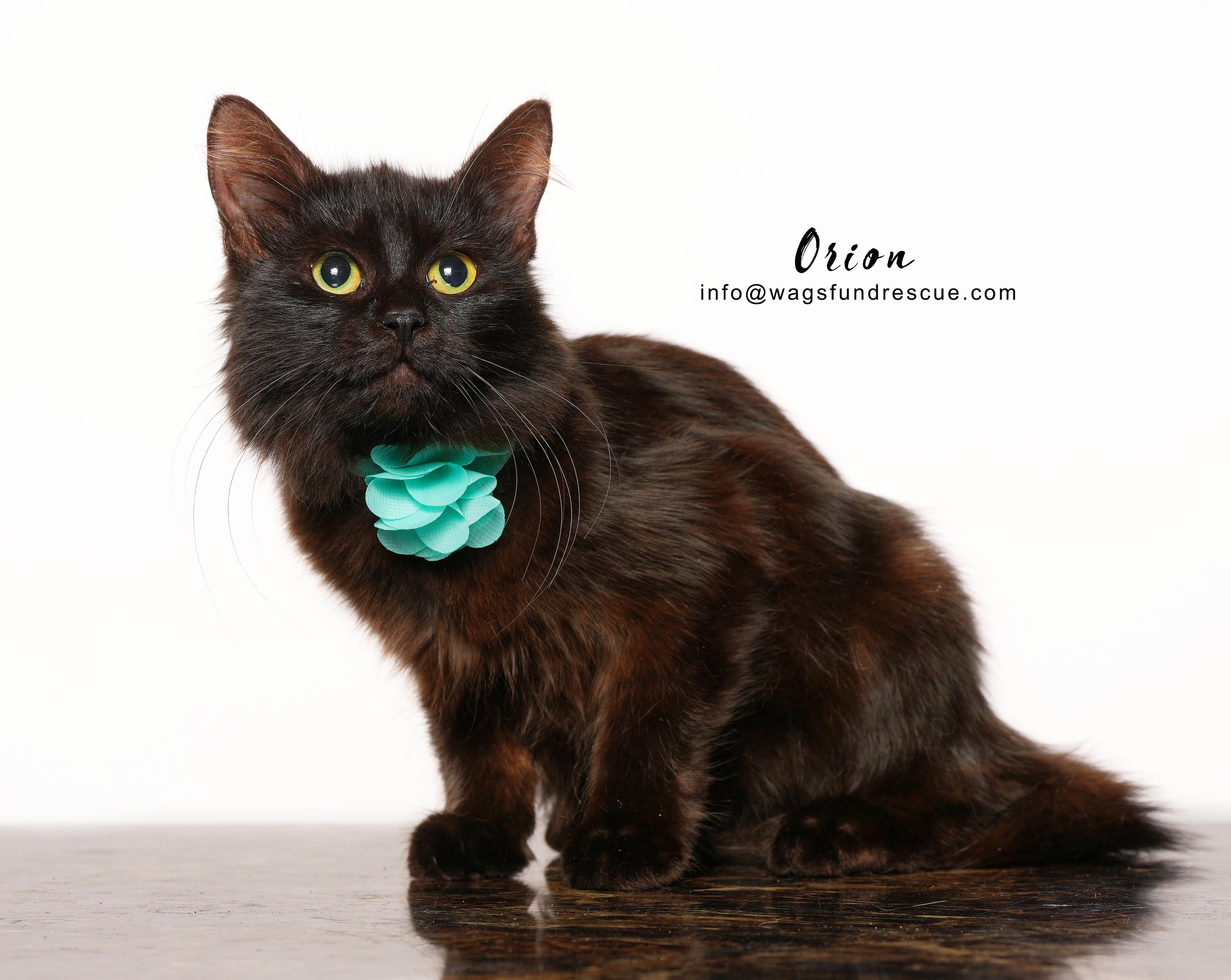 Mavis, a ADOPTABLE Domestic Long Hair in Houston, TX image 3/3