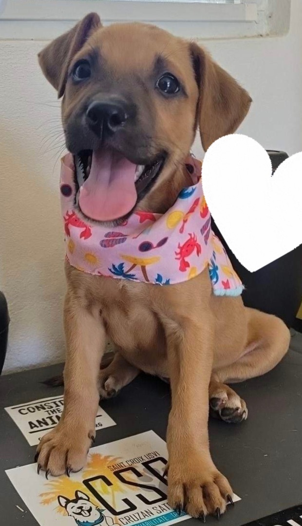 Enlarge Blossom, a Adopted mixed breed in Atlantic Beach, FL image 1/1