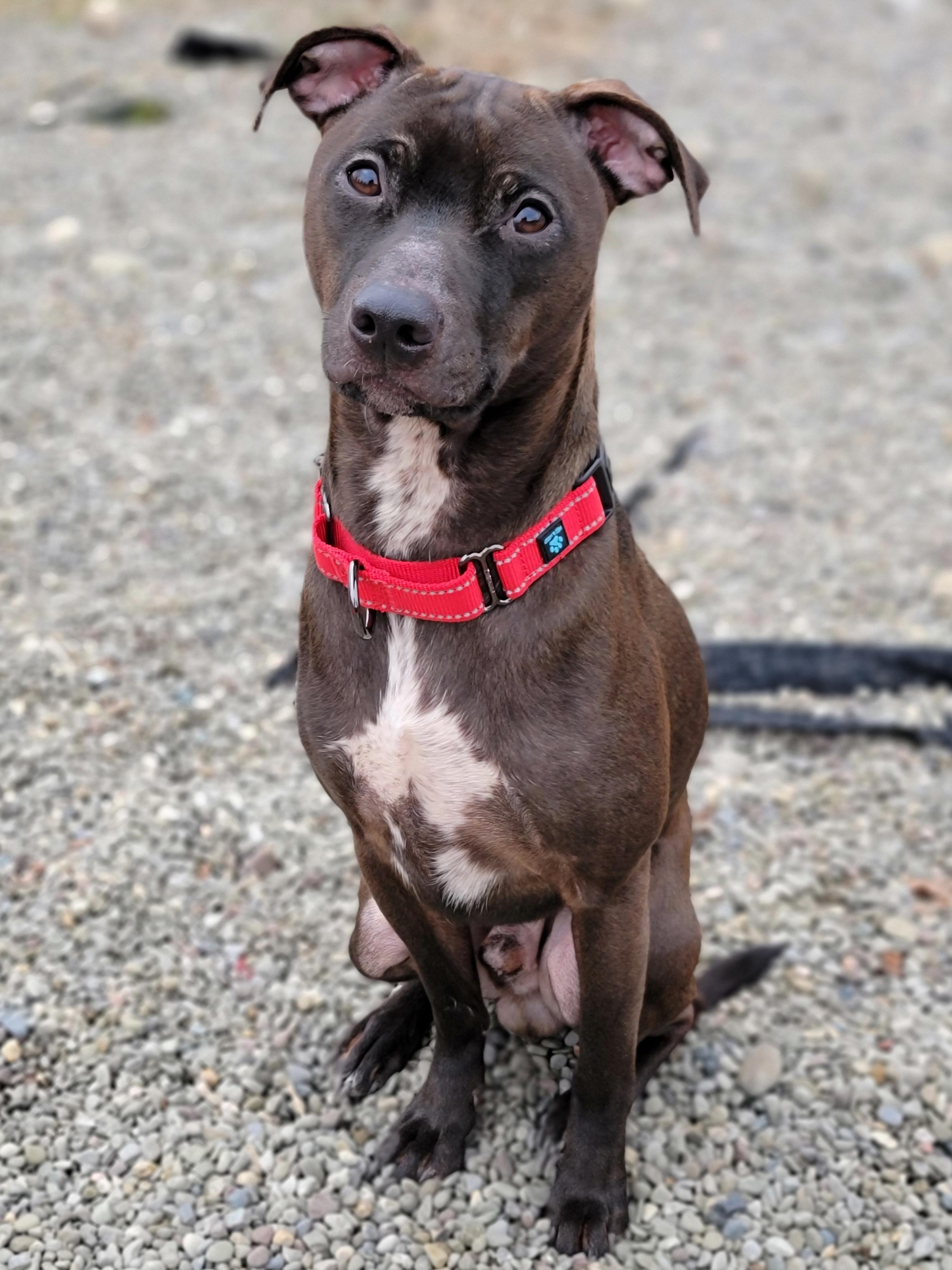 Enlarge Hershey, a ADOPTABLE mixed breed in Hornell, NY image 1/1