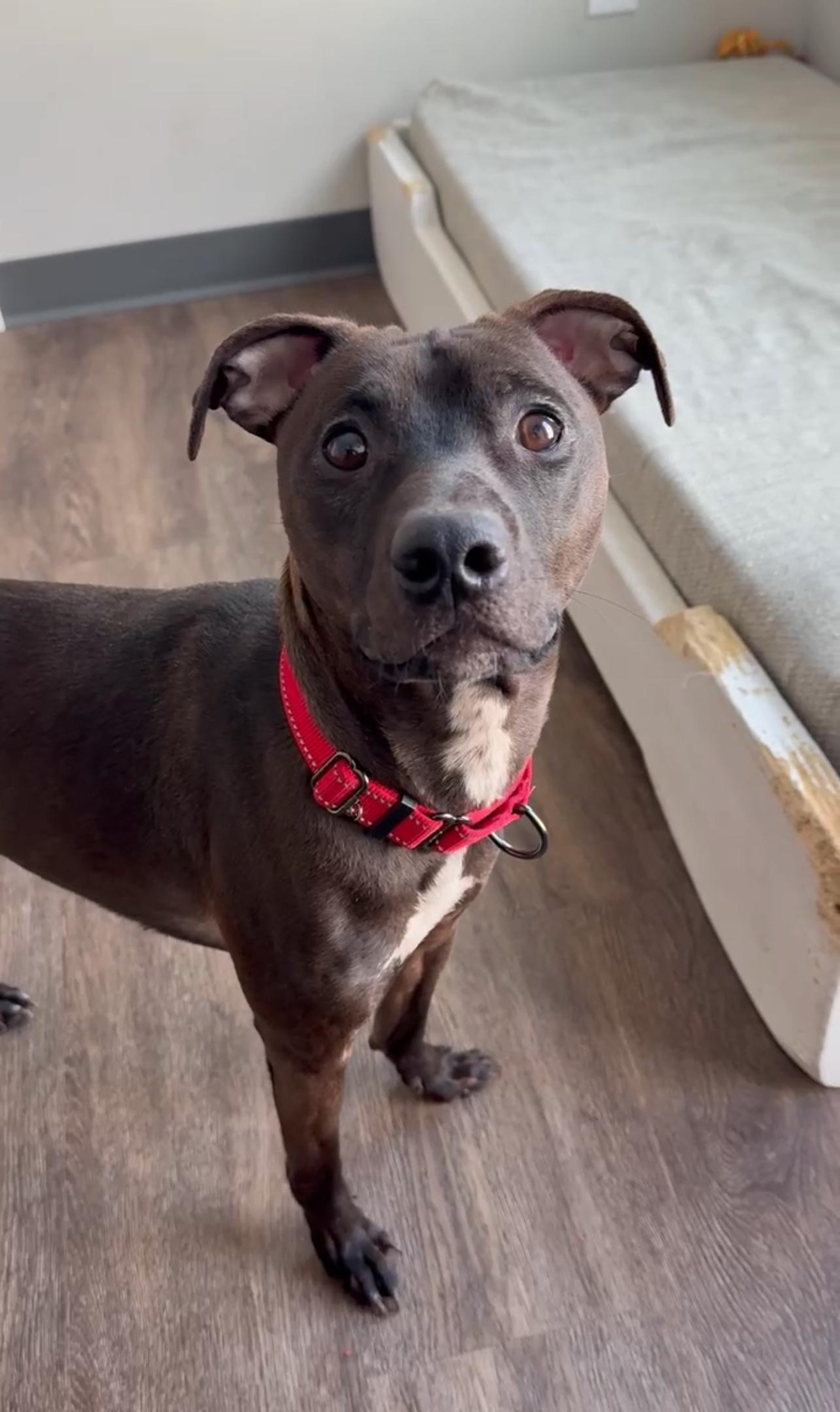 Enlarge Hershey, a Adoptable mixed breed in Hornell, NY image 2/2
