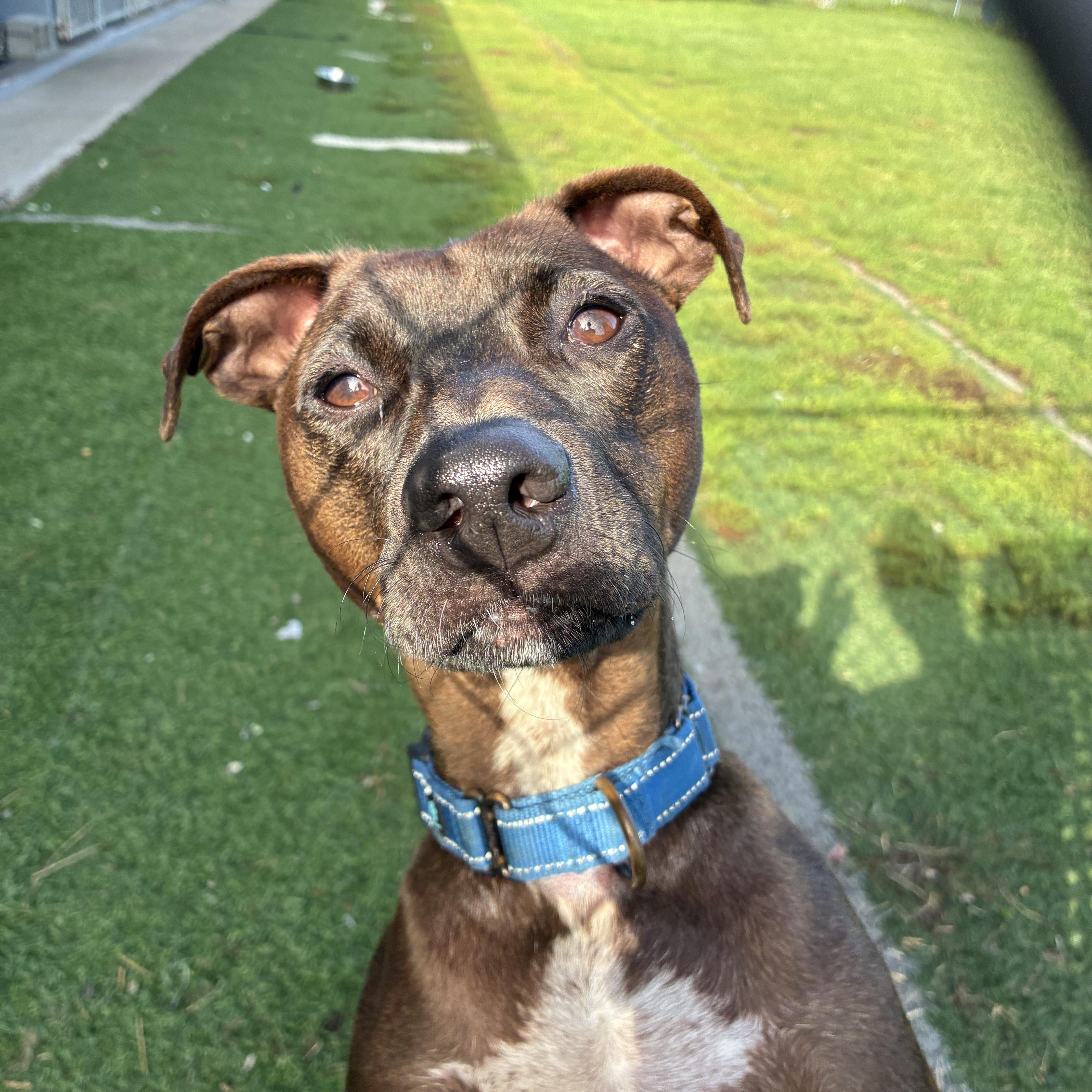 Hershey, Adoptable, Adult Male Terrier & Chihuahua.