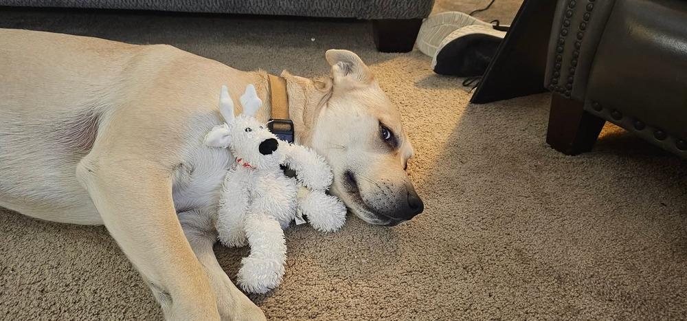 Zoe, Adoptable, Adult Female Labrador Retriever.