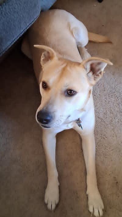 Enlarge Zoe, a Adoptable mixed breed in Wausau, WI image 2/3