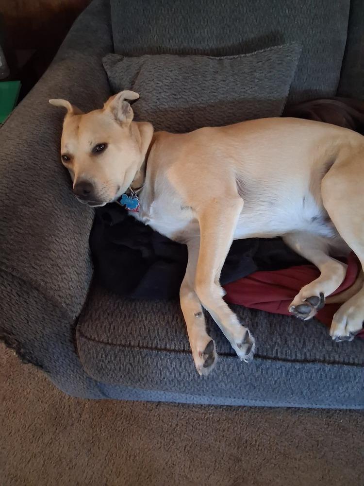 Enlarge Zoe, a Adoptable mixed breed in Wausau, WI image 3/3