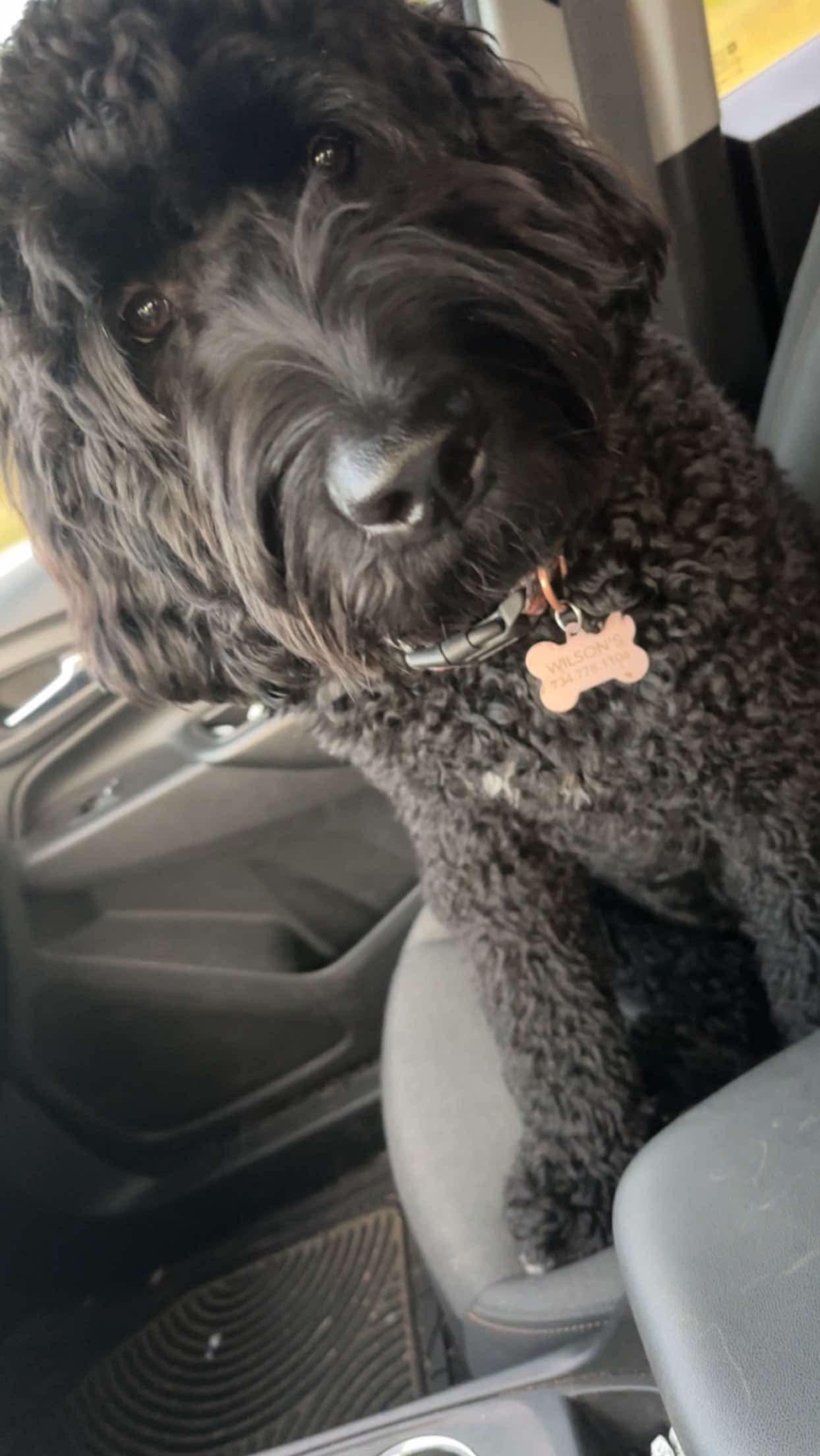 Enlarge Anaya, a Adopted mixed breed in Mount Morris, MI image 1/2