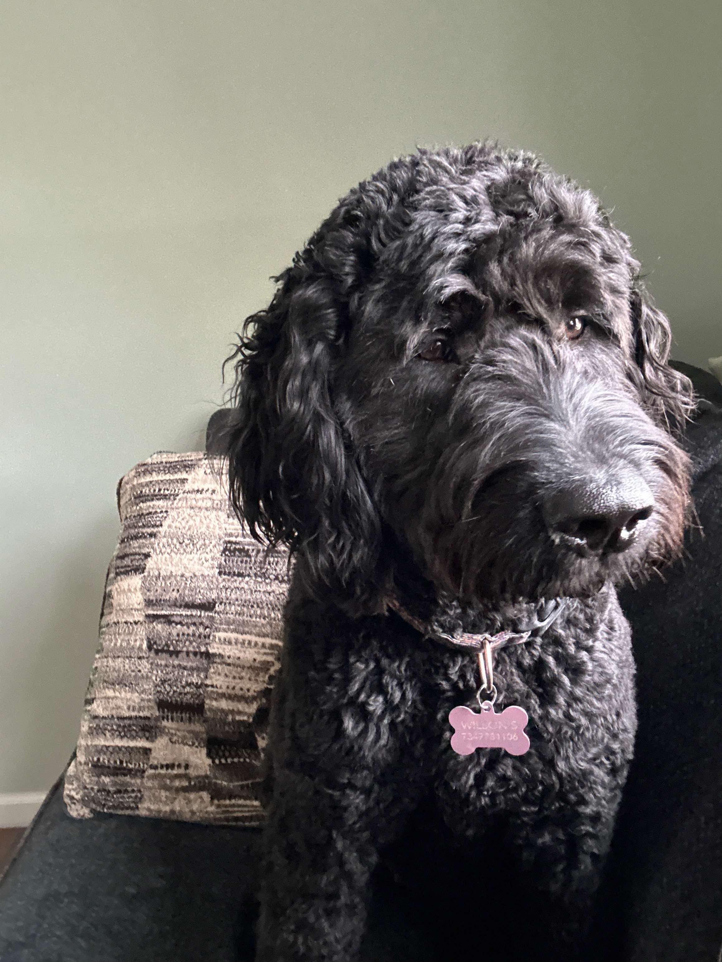 Anaya, Adopted, Young Female Poodle & Saint Bernard.