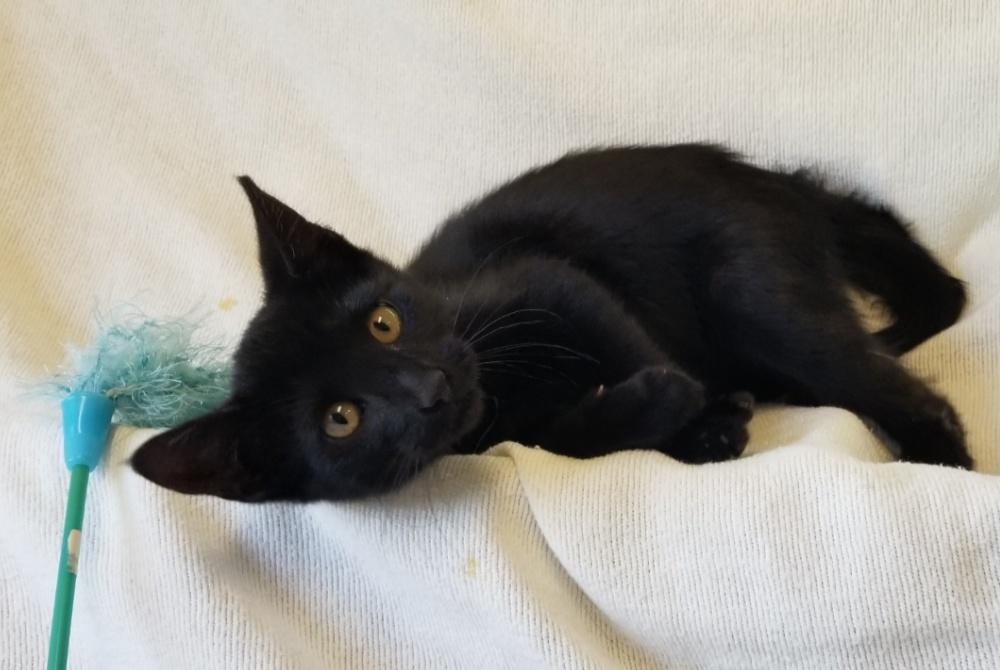 Enlarge ELECTRA (cc#7207), an adopted Domestic Short Hair in West Orange, NJ image 3/6