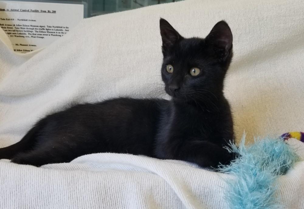 Enlarge ELECTRA (cc#7207), an adopted Domestic Short Hair in West Orange, NJ image 5/6