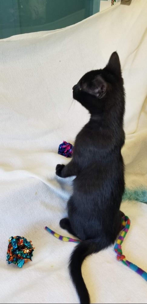 Enlarge ELECTRA (cc#7207), an adopted Domestic Short Hair in West Orange, NJ image 6/6