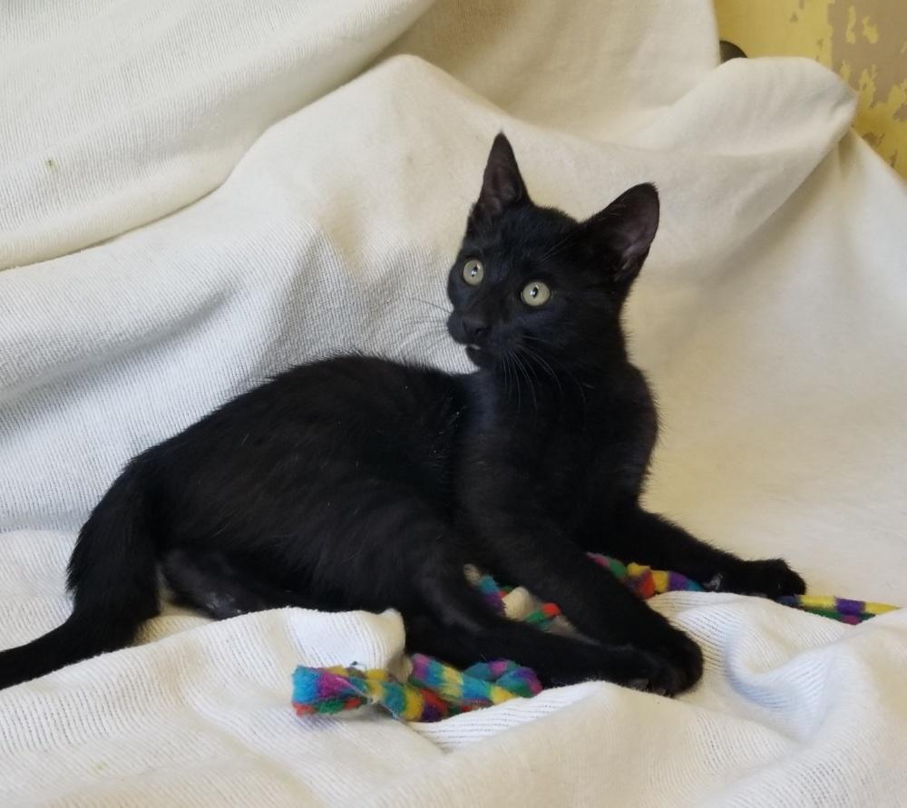 Enlarge ELECTRA (cc#7207), an adopted Domestic Short Hair in West Orange, NJ image 2/6