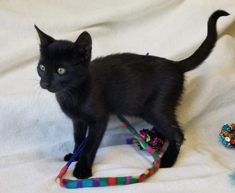 ELECTRA (cc#7207), adopted, Kitten Female Domestic Short Hair.