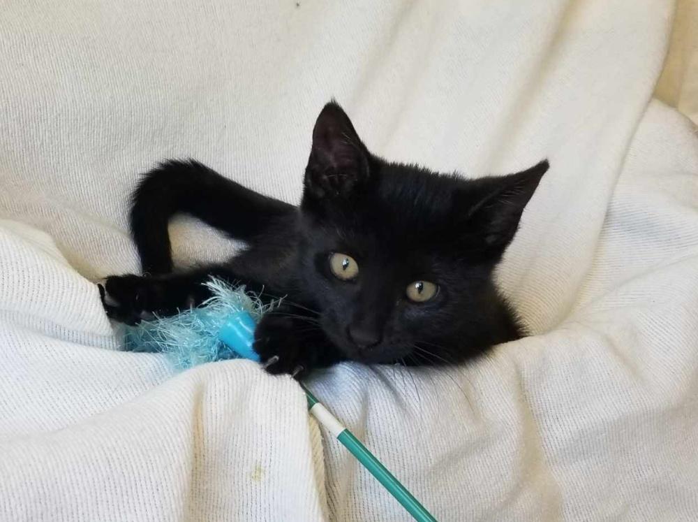 Enlarge ELECTRA (cc#7207), an adopted Domestic Short Hair in West Orange, NJ image 4/6