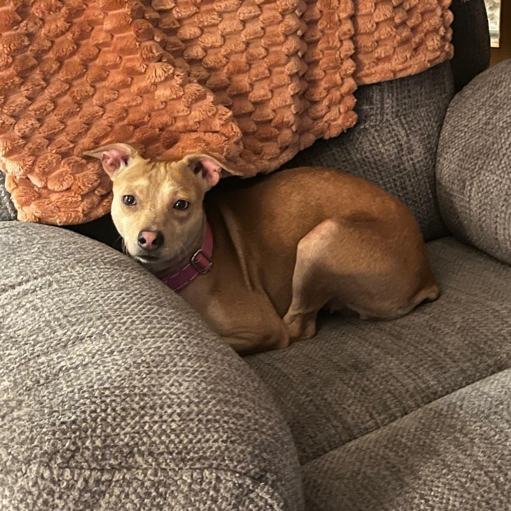 Enlarge Burnet, a ADOPTABLE mixed breed in Kansas City, KS image 3/4