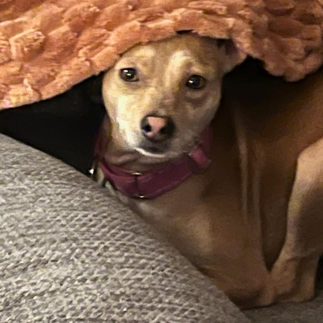 Burnet, ADOPTABLE, Young Male Chihuahua.